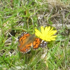 Vanessa altissima