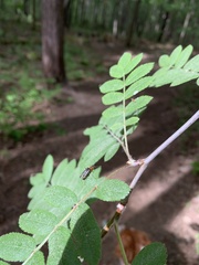 Cephaloon lepturides