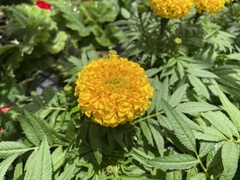 Tagetes erecta