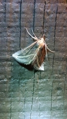 Phyprosopus callitrichoides