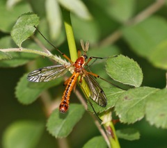 Tanyptera dorsalis
