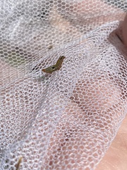 Lepidoptera