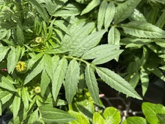 Tagetes erecta