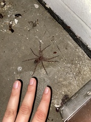 Dolomedes tenebrosus