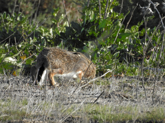 Lepus granatensis