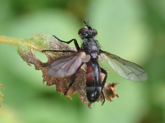 Cylindromyia