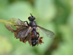 Cylindromyia
