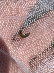 Lepidoptera