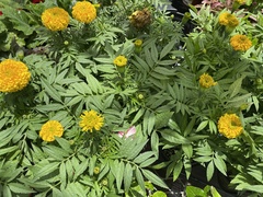 Tagetes erecta