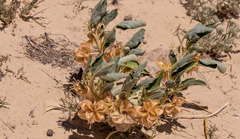 Tripterocalyx micranthus