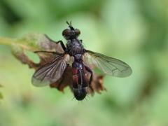 Cylindromyia