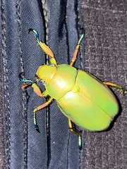 Chrysina modesta