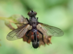 Cylindromyia