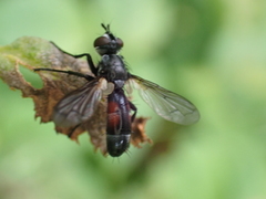 Cylindromyia
