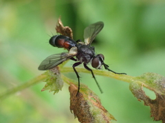 Cylindromyia