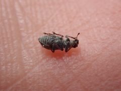 Sitona striatellus