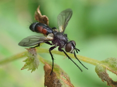 Cylindromyia