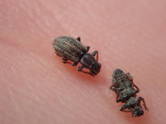 Sitona striatellus
