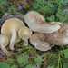 Woodcaps and Sawgills - Photo (c) Davide Puddu, some rights reserved (CC BY-NC), uploaded by Davide Puddu