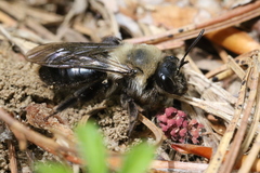 Andrena regularis
