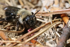 Andrena regularis