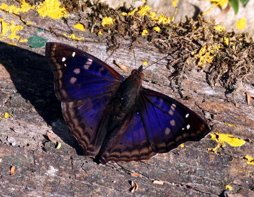 Agathina Emperor photo 6