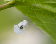 Theridion varians