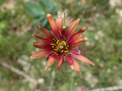 Tragopogon crocifolius