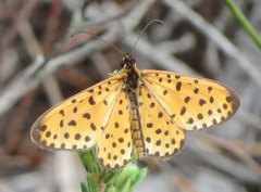 Pardopsis punctatissima