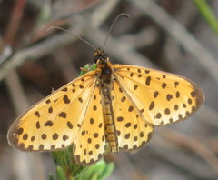 Pardopsis punctatissima