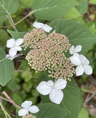Hydrangea radiata