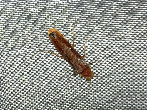 drvinár hnedý (Hylecoetus dermestoides)