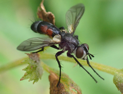 Cylindromyia