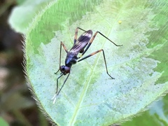 Hybobata triannulata