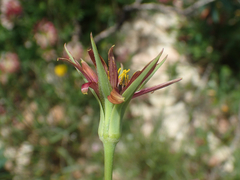 Tragopogon crocifolius