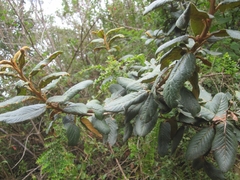 Hesperomeles ferruginea