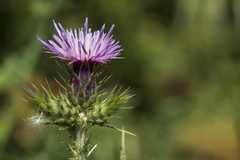 Carduus tenuiflorus