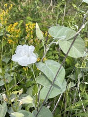 Calystegia catesbeiana