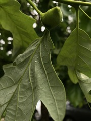 Andricus quercuspetiolicola