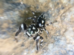 Hyllus