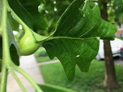 Andricus quercuspetiolicola