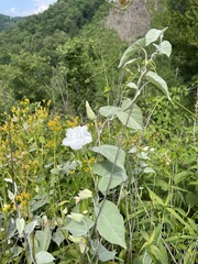 Calystegia catesbeiana