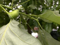 Andricus quercuspetiolicola