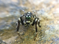 Hyllus