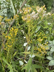 Calystegia catesbeiana