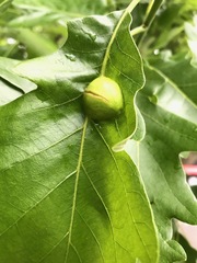 Andricus quercuspetiolicola