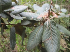 Hesperomeles ferruginea