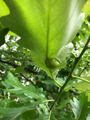 Andricus quercuspetiolicola