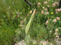 Tragopogon crocifolius