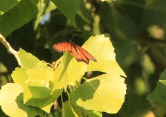 Limenitis archippus obsoleta
